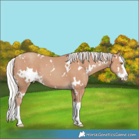Horse Color:White Spotted Silver Classic Champagne Splash Varnish 