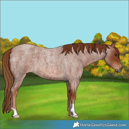 Horse Color:Red Roan 