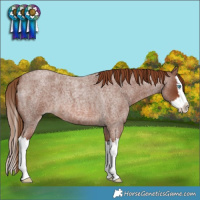 Horse Color:Red Roan Splash 