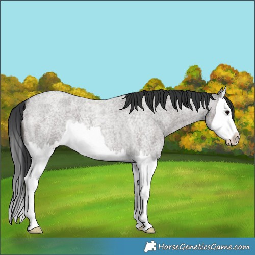 Horse Color:Grullo Roan Splash 