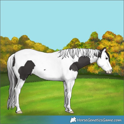 Horse Color:Smoky Black Splash Tobiano