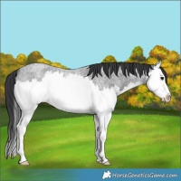 Horse Color:Blue Roan Splash 