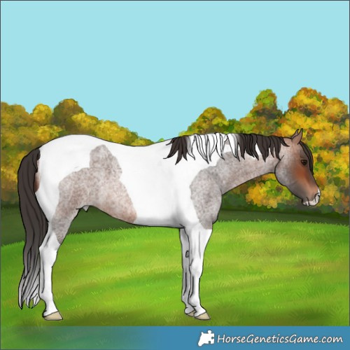 Horse Color:Bay Roan Tobiano