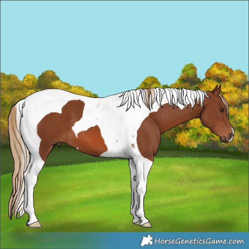 Horse Color:Chestnut Tobiano