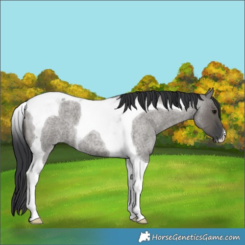Horse Color:Grullo Roan Tobiano 