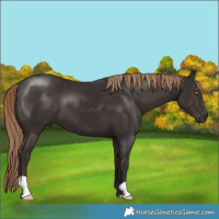 Horse Color:Liver Chestnut