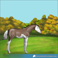 Horse Color:Liver Red Dun Splash 