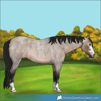 Horse Color:Gray Brown Roan Dun 