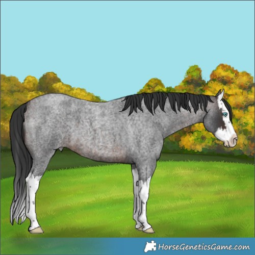 Horse Color:Brown Roan Splash