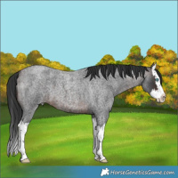 Horse Color:Brown Roan Splash 