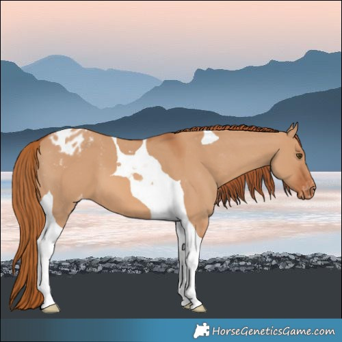 Horse Color:Red Dun Tobiano Varnish