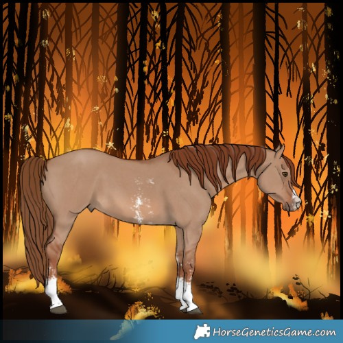 Horse Color:Red Dun Sabino 