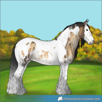 Horse Color:Gray Brown Onyx Splash Tobiano Near Leopard Rabicano Brindle 
