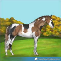 Horse Color:Liver Chestnut Tobiano Rabicano and Gray Liver Red Dun Splash Tobiano Rabicano Brindle