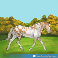 Horse Color:Gray White Spotted Gold Cream Champagne Dun Splash Near Leopard Brindle