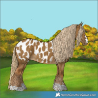 Horse Color:Chocolate Palomino Dun Blanket Brindle