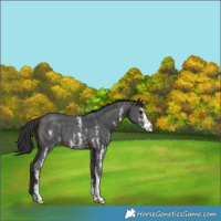 Horse Color:Brown Sabino 