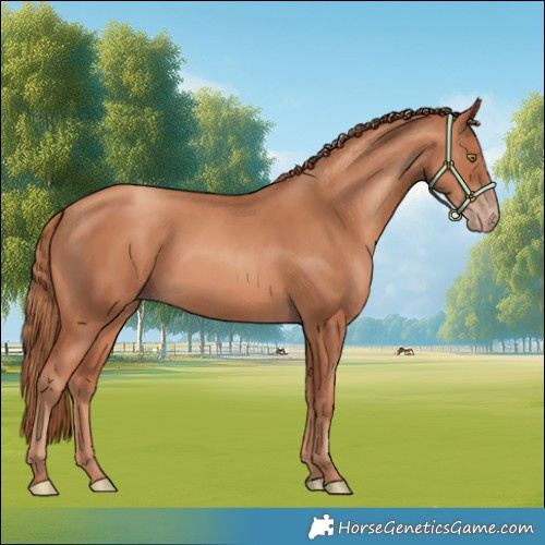Horse Color:Gold Champagne 
