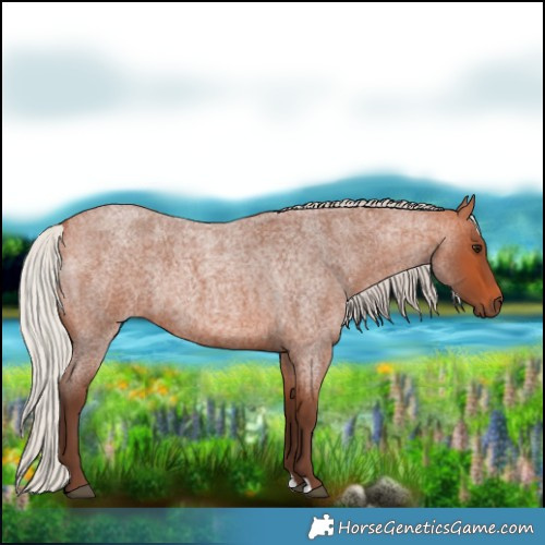 Horse Color:Silver Bay Roan Rabicano 