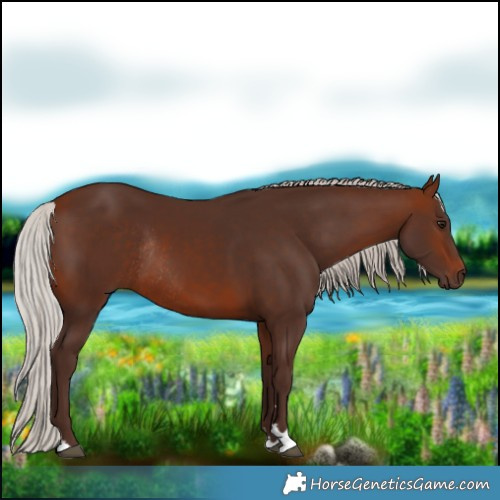 Horse Color:Silver Brown Rabicano 