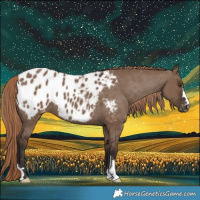 Horse Color:Liver Red Dun Blanket