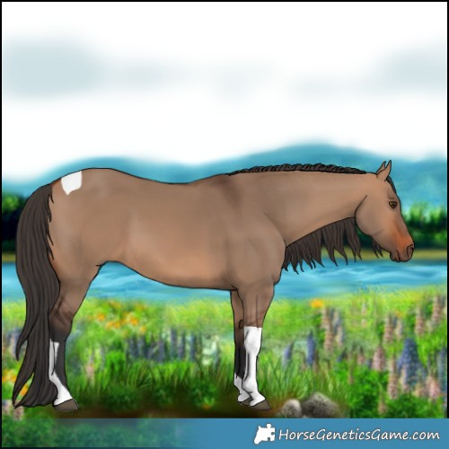 Horse Color:Bay Dun Tobiano