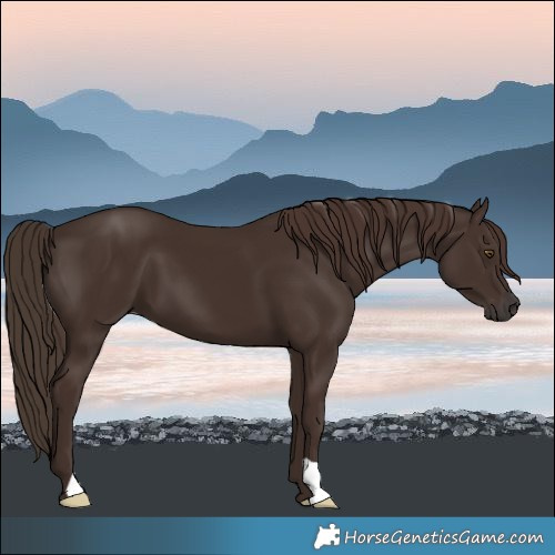 Horse Color:Liver Chestnut 