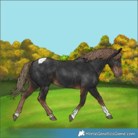 Horse Color:Liver Chestnut Tobiano