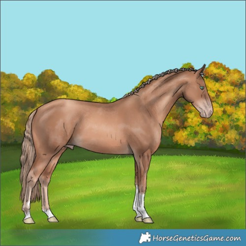Horse Color:Gold Champagne Tobiano 