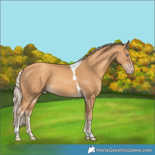 Horse Color:Gold Cream Champagne Tobiano 