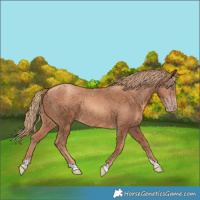 Horse Color:Gold Champagne Tobiano