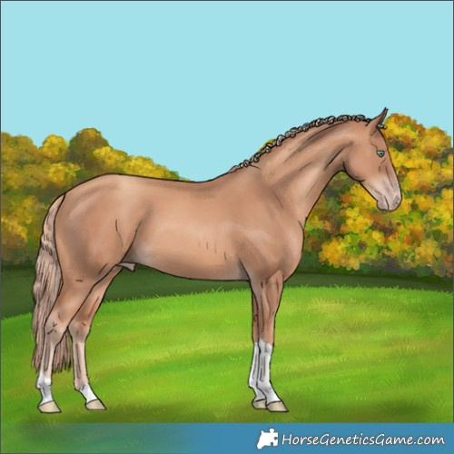 Horse Color:Gold Champagne Tobiano 