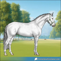 Horse Color:Gray White Spotted Brown Sabino Splash Rabicano