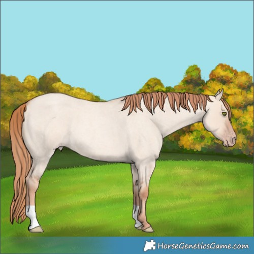 Horse Color:Gold Champagne Roan Dun