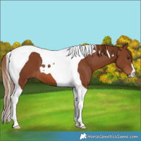 Horse Color:Chestnut Tobiano