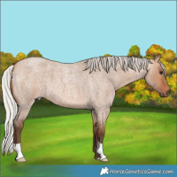 Horse Color:Silver Bay Roan Dun 