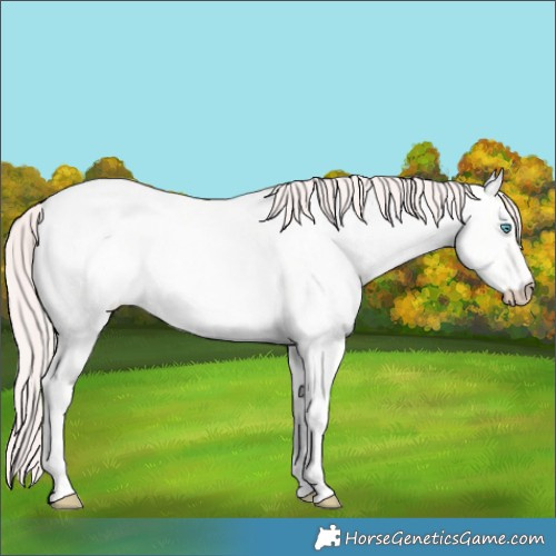 Horse Color:Perlino Roan Dun Tobiano