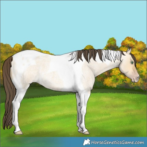 Horse Color:Sable Cream Champagne Roan Dun Tobiano