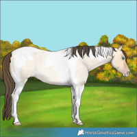 Horse Color:Sable Cream Champagne Roan Dun Tobiano
