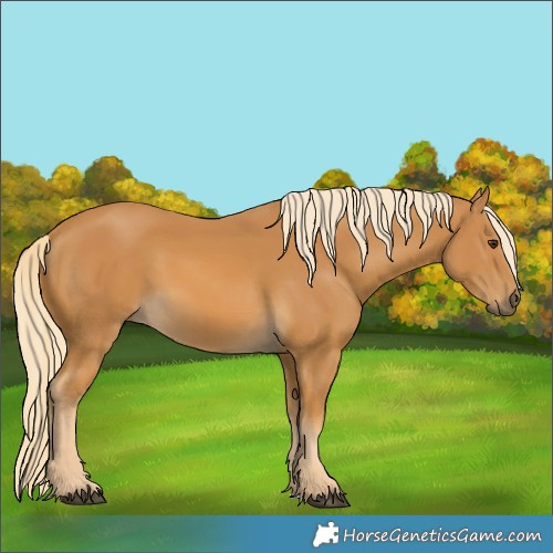 Horse Color:Palomino 