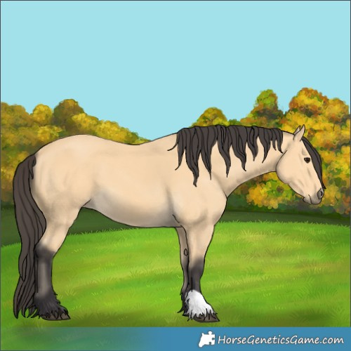 Horse Color:Buckskin