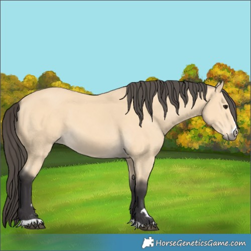 Horse Color:Buckskin 