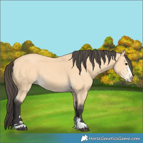 Horse Color:Buckskin 
