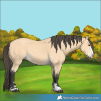 Horse Color:Buckskin