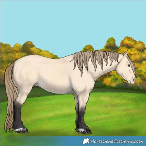 Horse Color:Buckskin Dun Appaloosa 