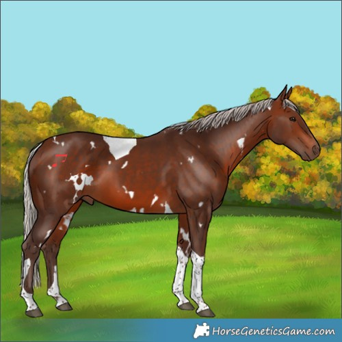Horse Color:White Spotted Silver Brown Tobiano