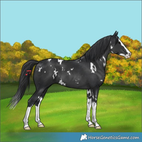 Horse Color:White Spotted Black Splash 