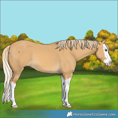Horse Color:Palomino Dun Splash 