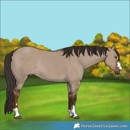 Horse Color:Liver Red Dun Rabicano 