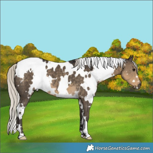 Horse Color:White Spotted Silver Smoky Black 